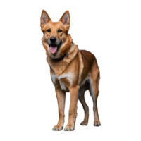 AI generated An aged canine standing on dark surface isolated png