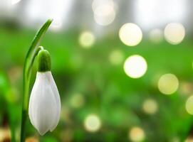 de cerca de un delicado campanilla de febrero floración en un lozano jardín durante temprano primavera foto