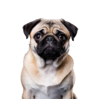 ai gerado uma pug cachorro sentado isolado png