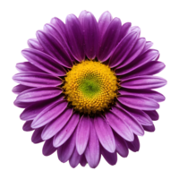 AI generated Daisy of the color purple isolated png