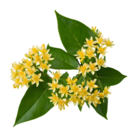 ai genererad ljuv osmanthus blooms på transparent bakgrund isolerat png