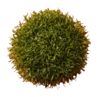 AI generated Seaweed against transparent background isolated png