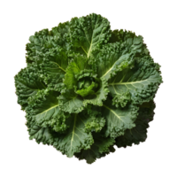 AI generated Close up shot of kale plant isolated png