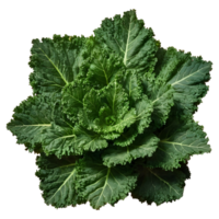 AI generated Close up shot of kale plant isolated png