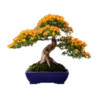 AI generated bonsai tree in a pot isolated png