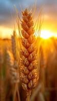 AI generated Close-Up of Wheat Plant With Sun in Background photo