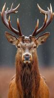 AI generated Majestic Deer With Enormous Horns photo