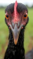 ai generado de cerca retrato de un pollo en natural habitat foto