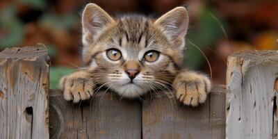 AI generated Small Kitten Peeking Over Wooden Fence photo