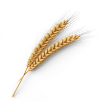 AI generated realistic wheat ear on transparent background png