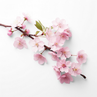 ai généré Cerise fleur sur une branche sur une transparent Contexte png