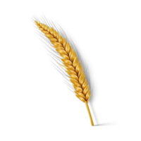 AI generated realistic wheat ear on transparent background png