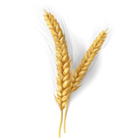 AI generated realistic wheat ears on a transparent background png