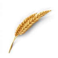 AI generated realistic wheat ear on transparent background png