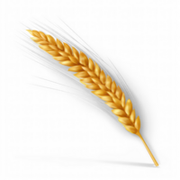 AI generated realistic wheat ear on transparent background png