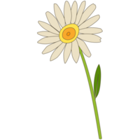 A daisy PNG transparent background in a spring hand-drawn minimal floral concept, illustration