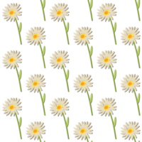 A seamless pattern of daisy PNG transparent background in a spring minimal floral concept, illustration