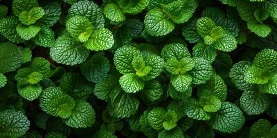 AI generated Lush green mint leaves close-up, fresh peppermint background photo