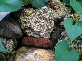 Close up view of the strange patterned background of mountain rocks taken while traveling in Sulawesi, Indonesia photo