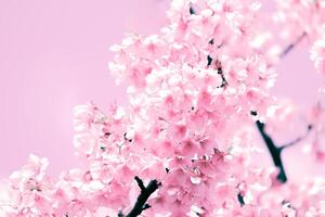 suave pastel color ,cereza florecer sakura lleno floración un primavera temporada en Japón foto