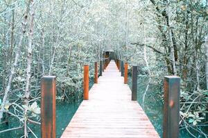 wooden bridge for walkway In the mangrove nature study path forest photo