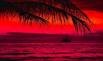 Silhouette of palm tree on the beach during sunset of beautiful a tropical beach on pink sky background photo