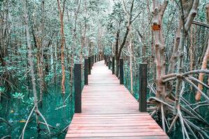 wooden bridge for walkway In the mangrove nature study path forest photo