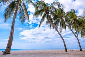 Tropical sandy beach with palm tree at Bangsaen Beach photo