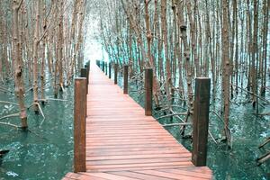 wooden bridge for walkway In the mangrove nature study path forest photo