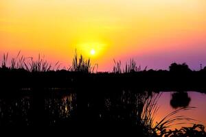 Silhouette of the field grass on sunset reflects the water in the lake. photo