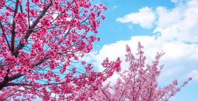 hermosas flores de cerezo rosa sakura con refrescante en la mañana sobre fondo de cielo azul en Japón foto