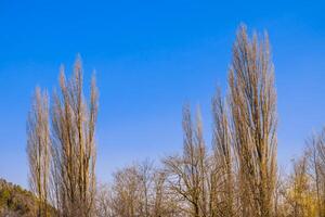 Pine branches against the backdrop of bright blue sky photo