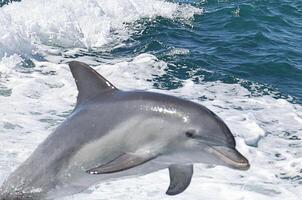 un saltando delfín foto