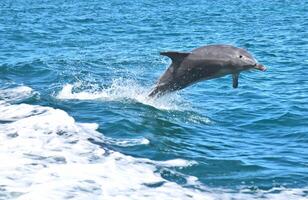 A Leaping Dolphin photo