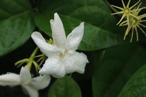 Jasmine tea flower, arabian jasmine, jasminum sambac photo