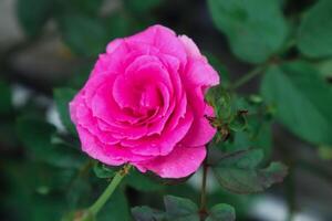 Exquisito de cerca de rosa lucieae flor exhibiendo sus intrincado pétalos y eterno belleza. foto