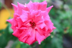 Exquisito de cerca de rosa lucieae flor exhibiendo sus intrincado pétalos y eterno belleza. foto