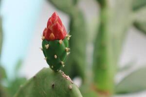 Opuntia cochenillifera Wooly Joint Prickly Pear, Single flower, reddish orange, rounded, soft texture. There are scales like leaves around the fruit. Stems flat, thick, top, round, cone, slender photo