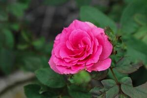 Exquisito de cerca de rosa lucieae flor exhibiendo sus intrincado pétalos y eterno belleza. foto