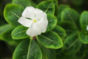 Beautiful pink Catharanthus roseus. It's also known as Cape Periwinkle, Graveyard plant, old maid, annual vinca multiflora, Apocynaceae flowering plants, medicinal herb. photo