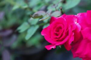 el floreciente rojo Rosa en el jardín foto