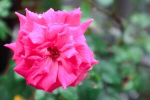 el floreciente rojo Rosa en el jardín foto