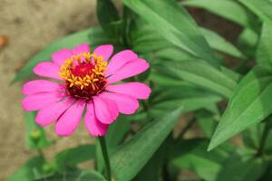 Pink Flower of Peruvian Zinnia , Wild Zinnia Plant or Zinnia Peruviana, Member of the Asteraceae Family photo