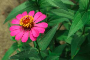 Pink Flower of Peruvian Zinnia , Wild Zinnia Plant or Zinnia Peruviana, Member of the Asteraceae Family photo