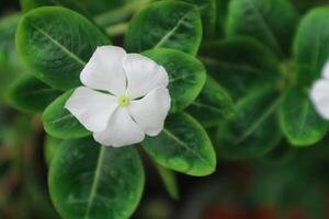 Beautiful pink Catharanthus roseus. It's also known as Cape Periwinkle, Graveyard plant, old maid, annual vinca multiflora, Apocynaceae flowering plants, medicinal herb. photo