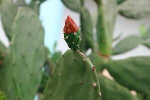 Opuntia cochenillifera, Wooly Joint Prickly Pear, Single flower, reddish orange, rounded, soft texture. There are scales like leaves around the fruit. Stems flat, thick, top, round, cone, slender. photo