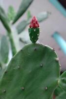 Opuntia cochenillifera, Wooly Joint Prickly Pear, Single flower, reddish orange, rounded, soft texture. There are scales like leaves around the fruit. Stems flat, thick, top, round, cone, slender. photo