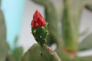 Opuntia cochenillifera Wooly Joint Prickly Pear, Single flower, reddish orange, rounded, soft texture. There are scales like leaves around the fruit. Stems flat, thick, top, round, cone, slender photo