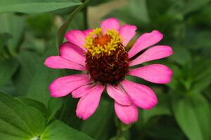 Pink Flower of Peruvian Zinnia , Wild Zinnia Plant or Zinnia Peruviana, Member of the Asteraceae Family photo