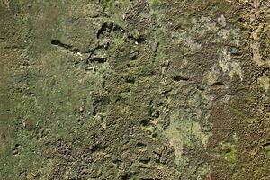 Grunge textured background with green moss on the old wall photo